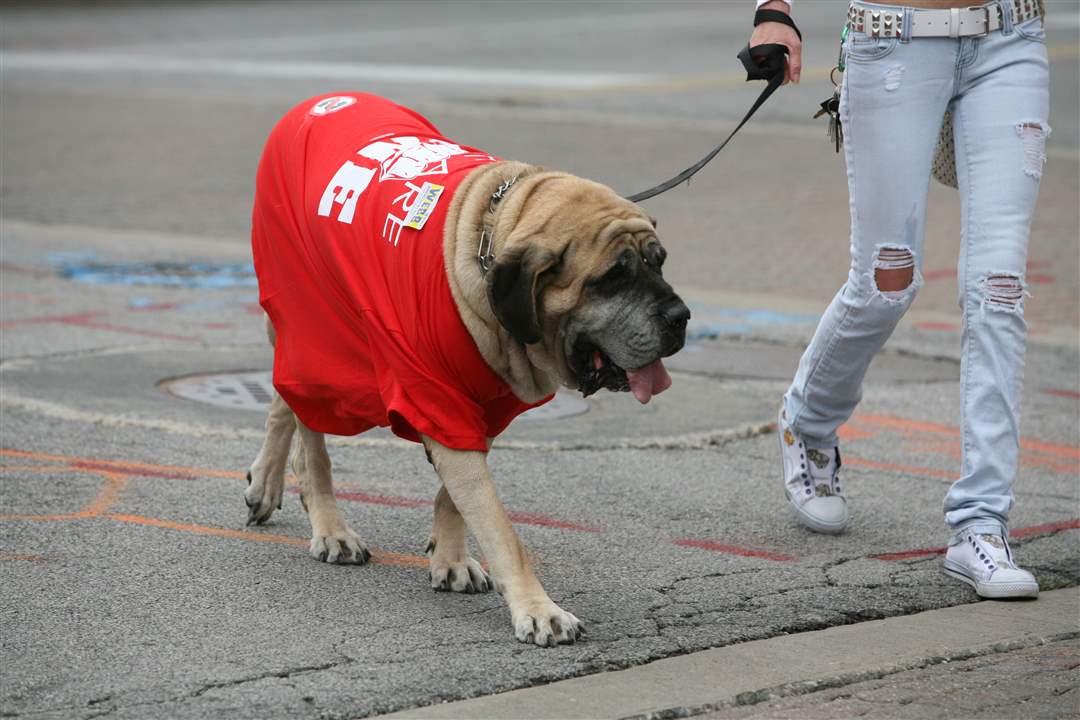 LD-Pooch-protest-SB-5