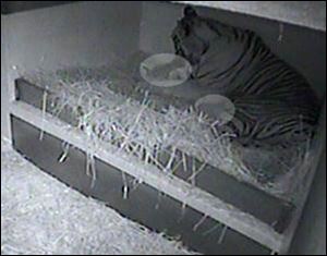 This den cam image shows two newborn tiger cubs, highlighted in the light gray circles, who were born at the Toledo Zoo to mother Marta.