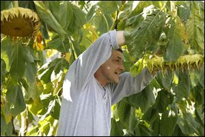 Team leader Richard Hammond cuts down the top of a very large sunflower in order to dry the seeds in one of the gardens during a competition between two teams at FOCUS. The project was overseen by  14-year-old Colin Heslet for the Eagle Scouts.