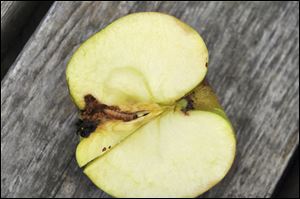 The three major insect pests of apples are apple maggot, plum curculio, and codling moth.