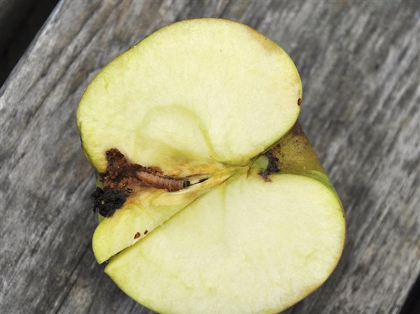 Pests, disease bedevil apple trees, but there are solutions | The Blade