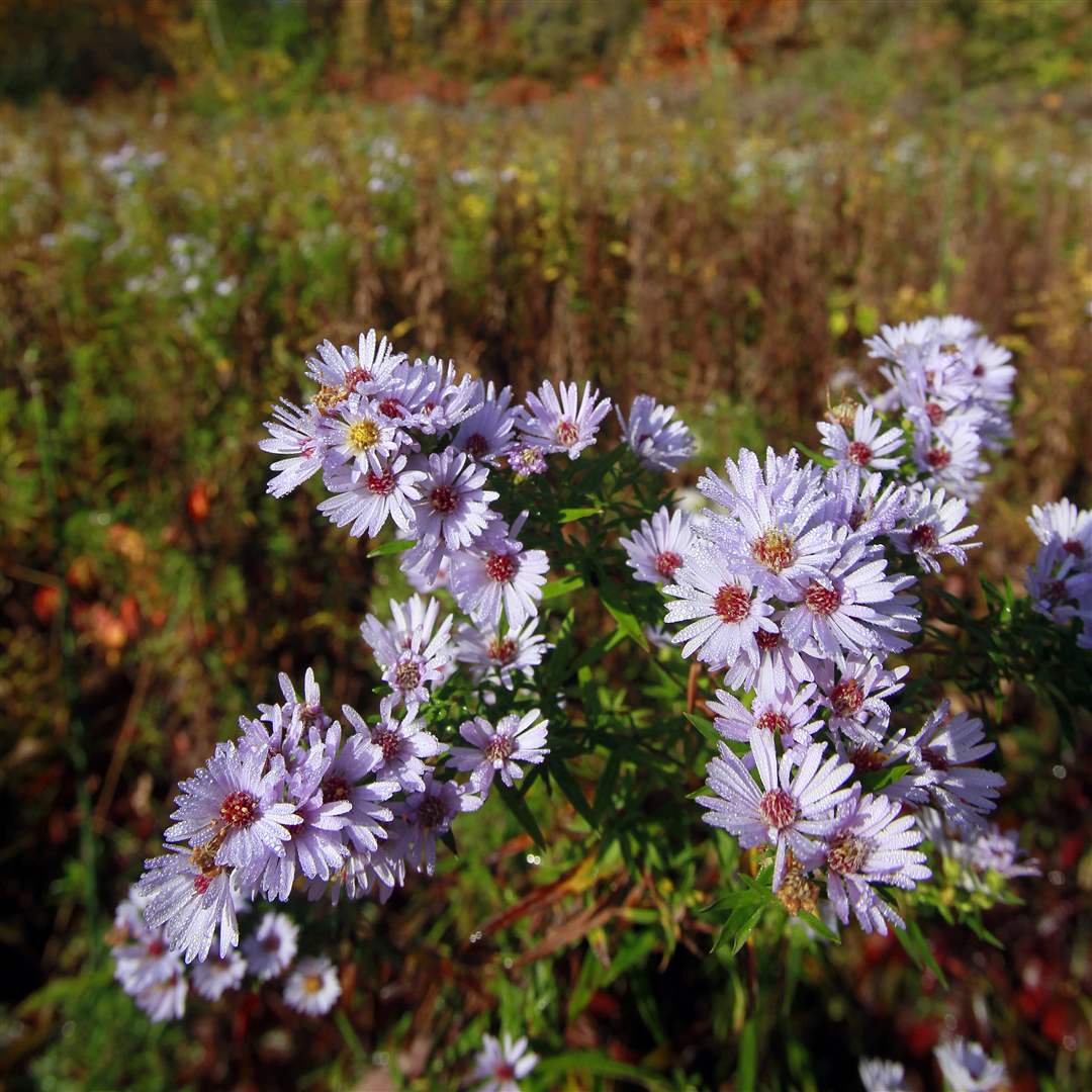 2011-fall-color-6