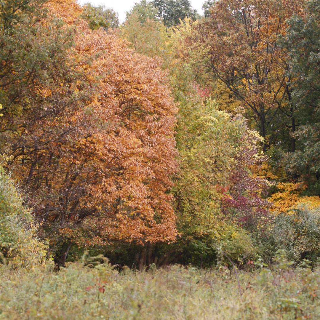2011-fall-color-15