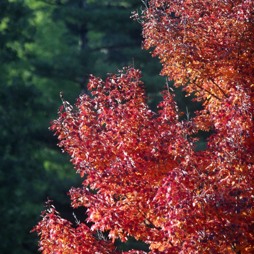 2011-fall-color-20