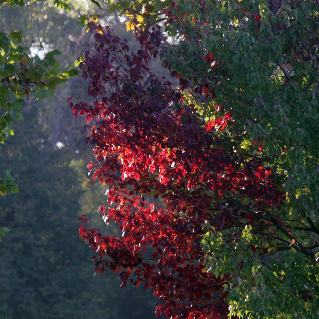 2011-fall-color-21