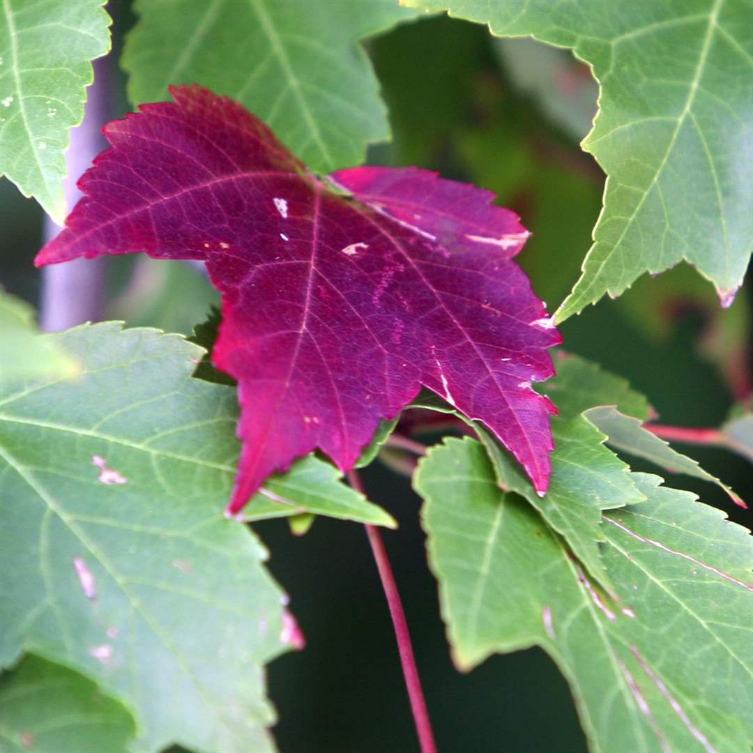 2011-fall-color-23