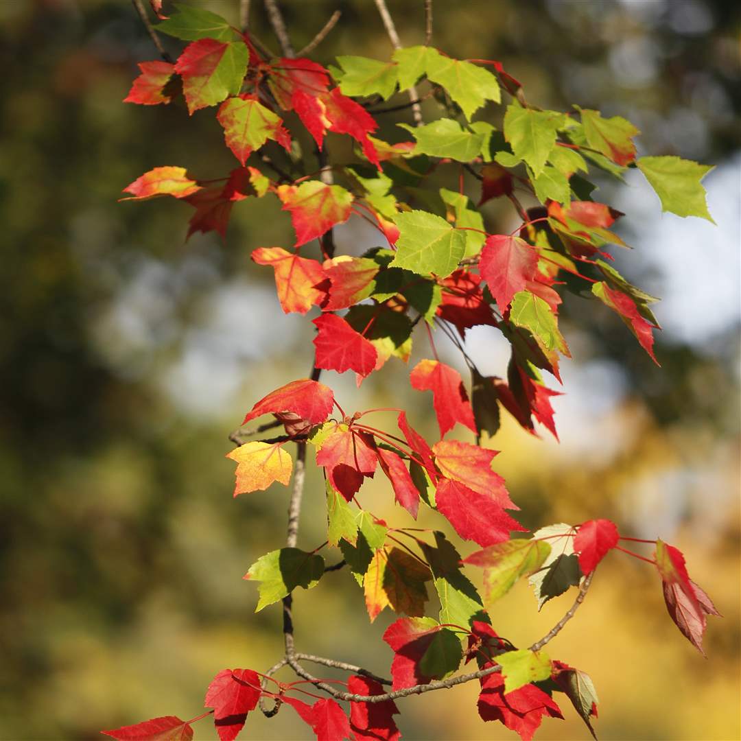 2011-fall-color-25