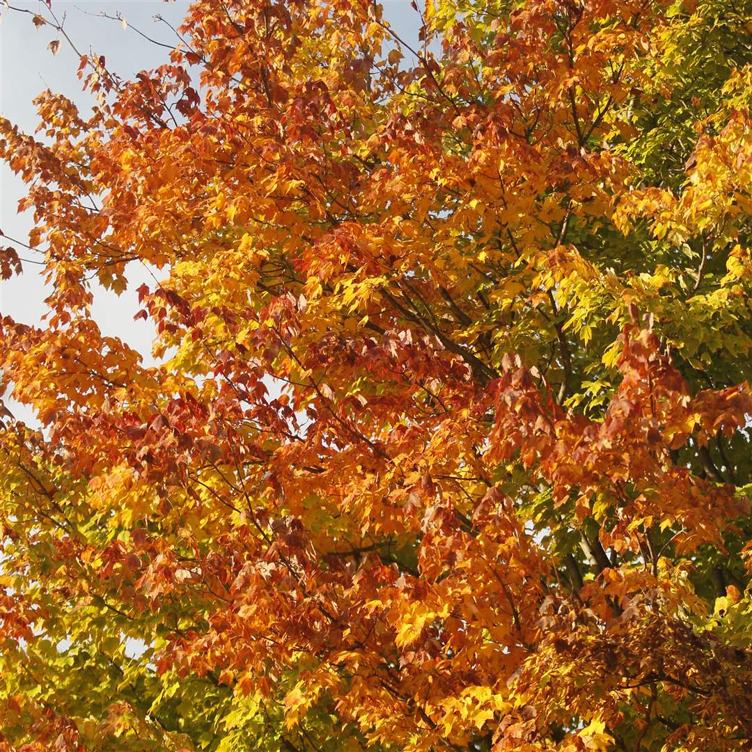 2011-fall-color-28