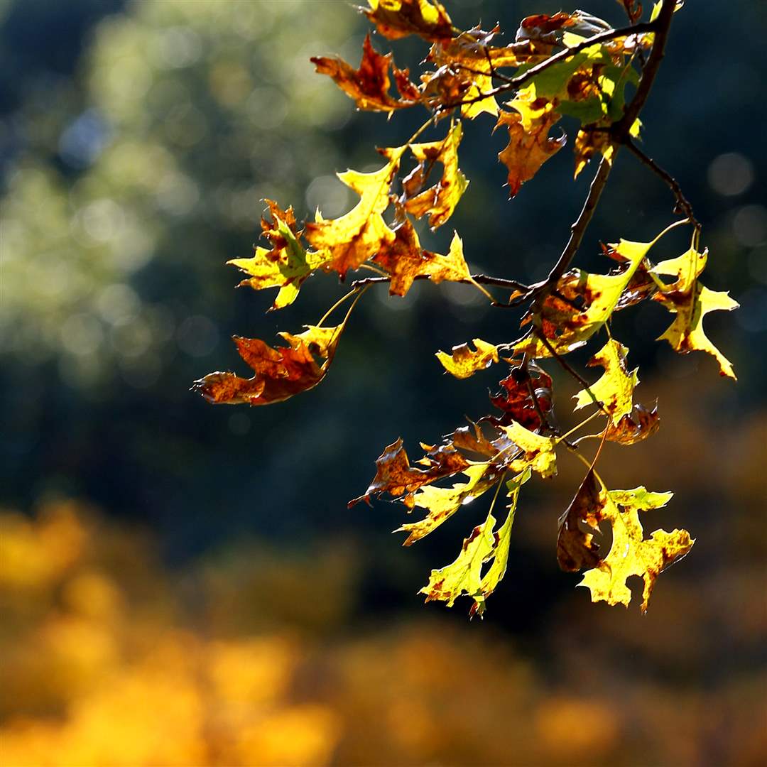 2011-fall-color-35