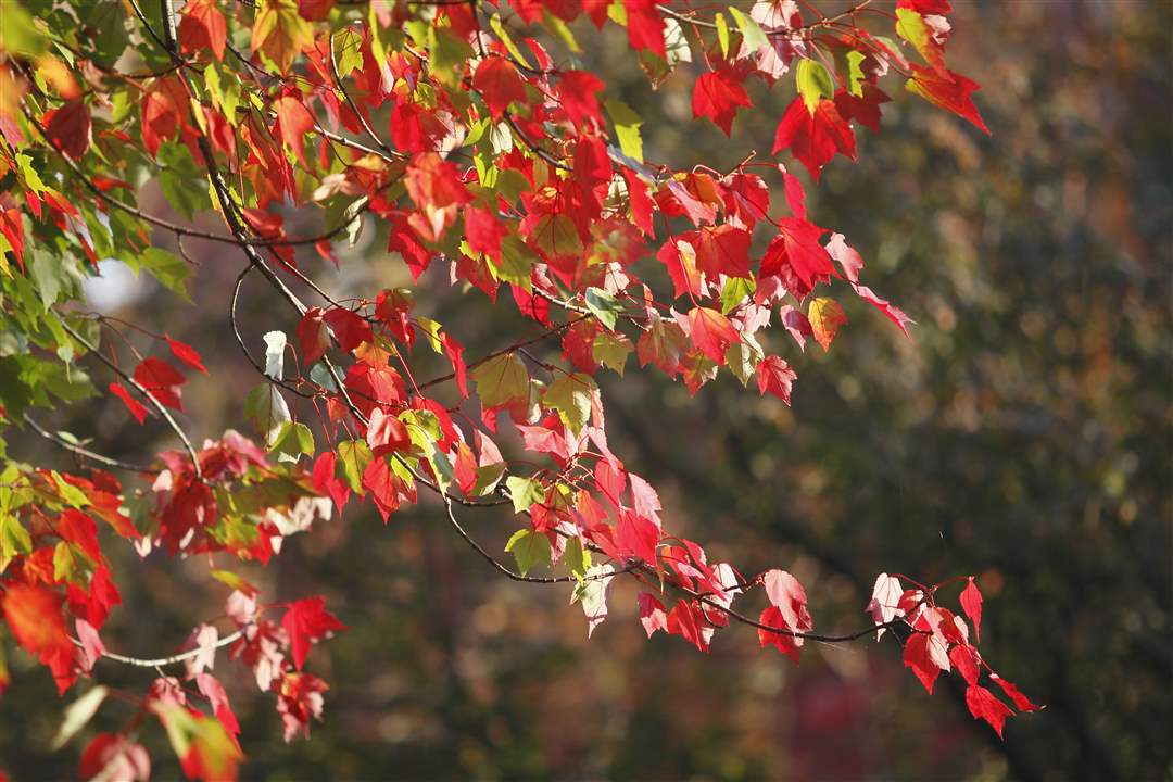 2011-fall-color-24