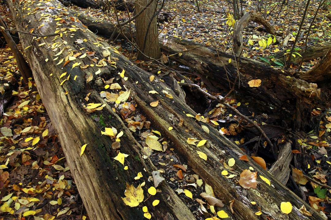2011-fall-color-3