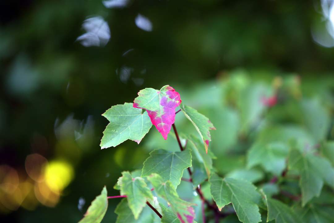 2011-fall-color-17