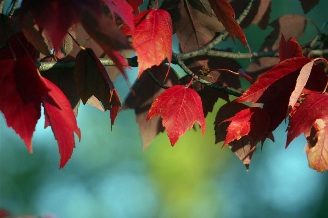 2011-fall-color-18