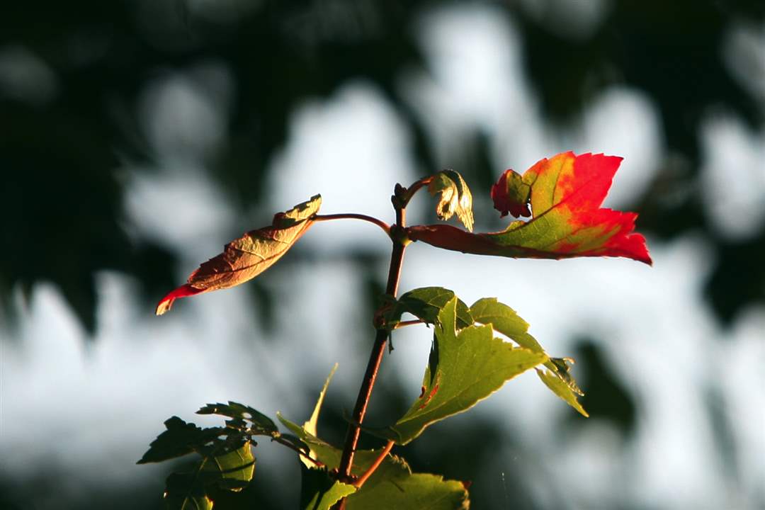 2011-fall-color-22