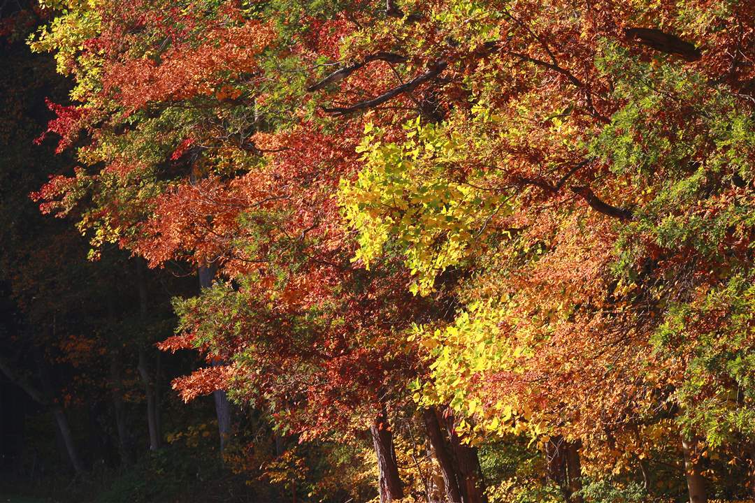 2011-fall-color-1