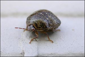 The bug breeds and feeds on kudzu patches until soybean planting time, then crosses over to continue the feast.