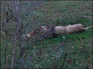 A dead lion lays by the fence on Terry Thompson's farm near Zanesville, Ohio
