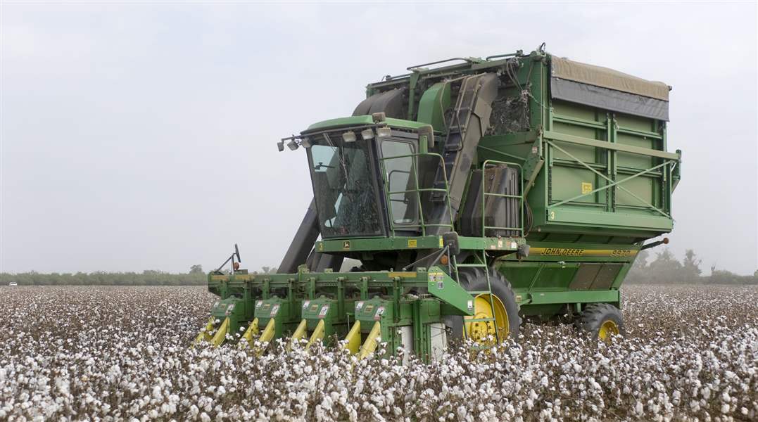 cotton-harvest-Los-Angeles