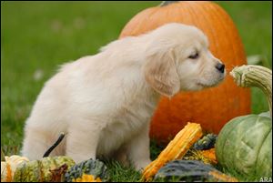The connection between pets and owners is hard to quantify, but for many pet owners it comes down to wanting their dog to live as good a life as they, themselves, are living.