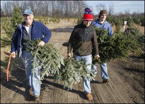 Paul Reineck and his sons, Patrick and Colin, carry their tree and several boughs back to their car after cutting it down at Matthes Evergreen Farm.