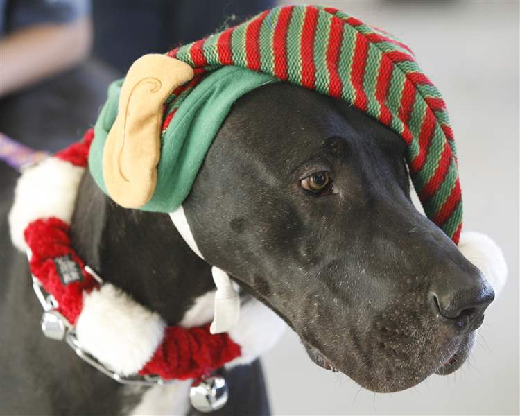 Cole-a-great-dane
