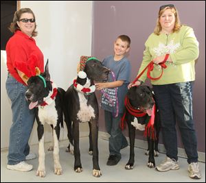Kasey Dorr, Davis Young, and Kim Stoianow- ski, from left, show off their Great Danes. Ms. Stoianowski says of Holiday Hounds on Parade, 'I tell people, if you want to see what it feels like to be a celebrity, come to this event. You turn the corner on the parade route and cameras start flashing. People just go crazy for the Danes.'