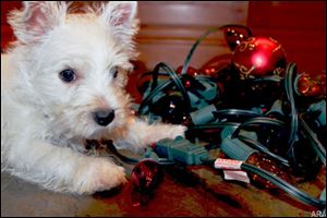 Three in 10 Americans have either experienced or know someone who has experienced a holiday decorations-related accident with a pet that required a trip to the vet's office.