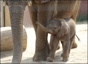 32-year-old Renee and her newborn calf at the Toledo Zoo, June 7, 2011. The male African Elephant was born on June 3, 2011, at 11:28 pm.
