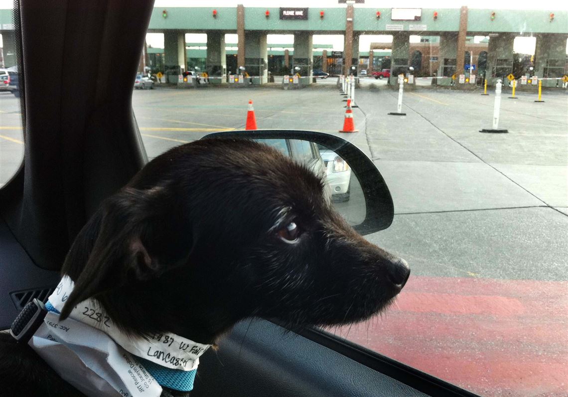 Can Dogs Cross The Us Canada Border