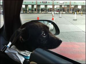 Baby, a female Jack Russell Terrier mix who was rescued from the Gallia County pound, is waiting to cross the U.S.-Canada border. Baby was taken into Canada by volunteers of Open Arms Transport, which takes dogs from Ohio and Kentucky shelters to shelters and rescue groups in Ontario.