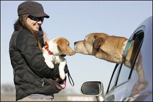 Beverly Hills, Mich. resident MJ Murphy will hold one of the six dogs she and her husband Mike will transport to Ontario for the Open Arms Transport program. The group met in Rossford, Ohio.