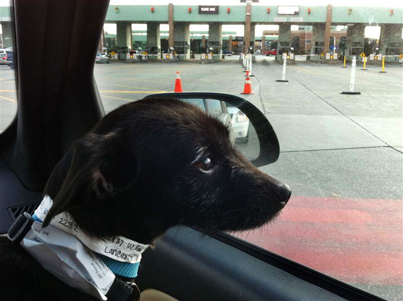 Baby-a-female-Jack-Russell-terrier-mix