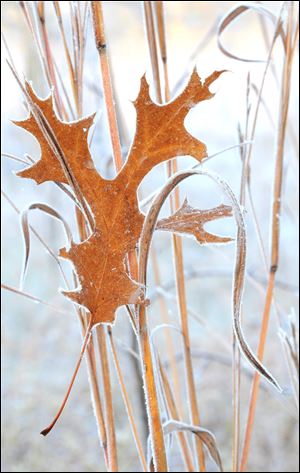 One of the photos in the exhibit is a shot of an oak leaf among grass blades.