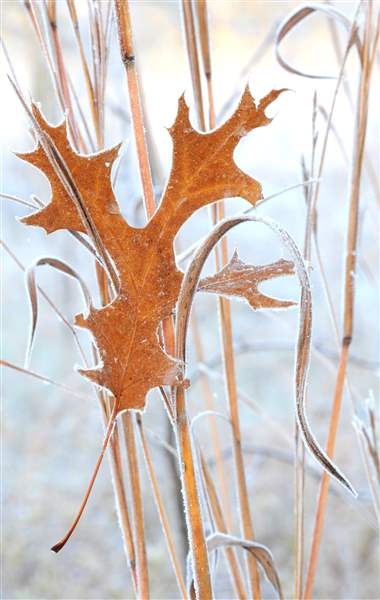 Red-oak-leaf-in-big-bluestem