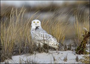 The number of snowy owls spotted in Ohio this year is at 12 to 15.