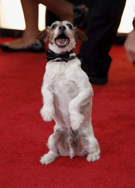 uggie-in-bow-tie-01-16-2012