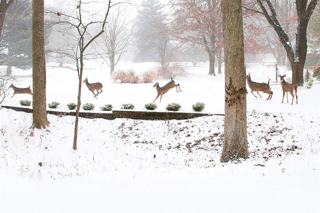 Wildwood-Deer-Running-across-Front-Yard-Penny-Gentieu