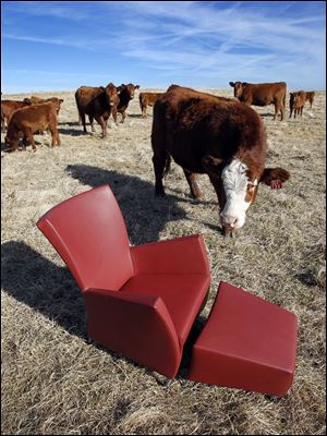 Red Angus cows at Shoal Creek Land and Cattle in Excelsior Springs are curious about the Montis 