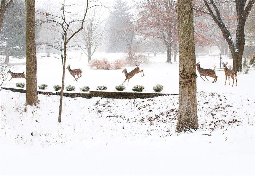 Wildwood-Deer-Running-across-Front-Yard-Penny-Gentieu-1