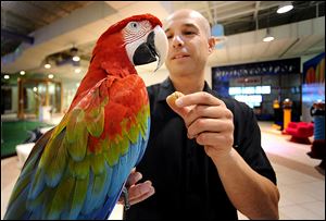 Mike Aronowitz, president of Saveology in Margate, Fla., feeds Chloe, a 2-year-old Macaw that is kept at the company's new headquarters. The atmosphere is to help make employees' work days interesting.