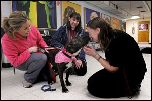Laura Simmons, pound operations manager, gets a good-bye kiss from Faith, a 'pit bull.' Michelle Lawrence, left, and Jean Keating, members of the Lucas County Pit Crew, are receiving the first two 'pit bulls' transferred straight to them by the dog warden. 