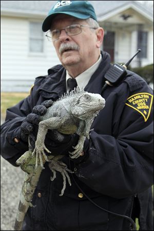 David Jones, a Hamilton County deputy dog warden, carries an iguana rescued from the fire. Another iguana died.