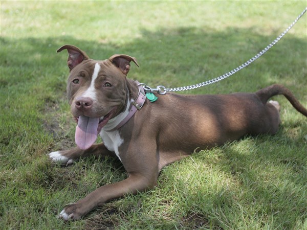 Bella-Pit-Bull.JPG