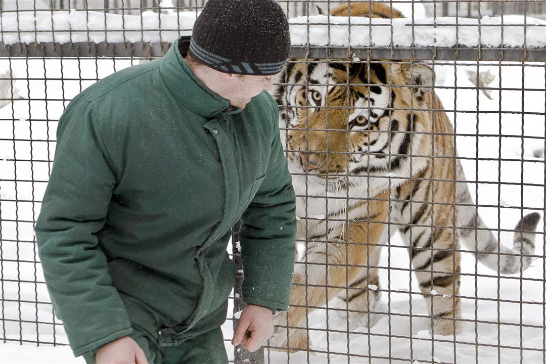 Amur-tiger-Bucharest-Romania