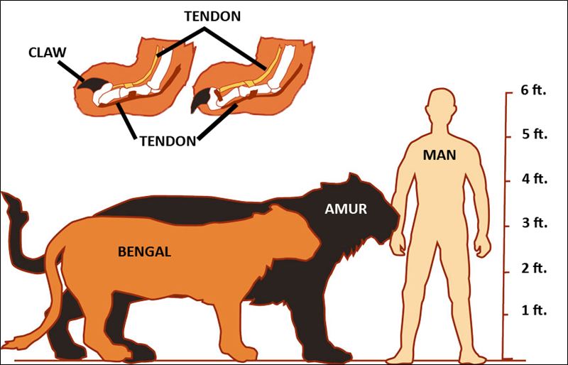 Tiger Lion Size Chart