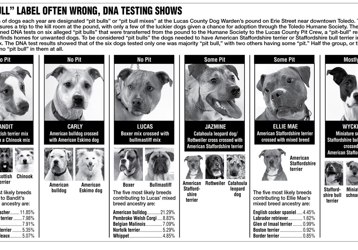 pitbull dna test results