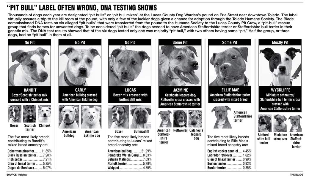 Pit-Bull-label-often-wrong-DNA-testing-shows