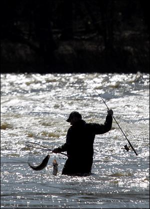 A fisherman lands walleye near Sidecut Metropark in Maumee. Fishing season is early, thanks to the unseasonably high temperatures.
