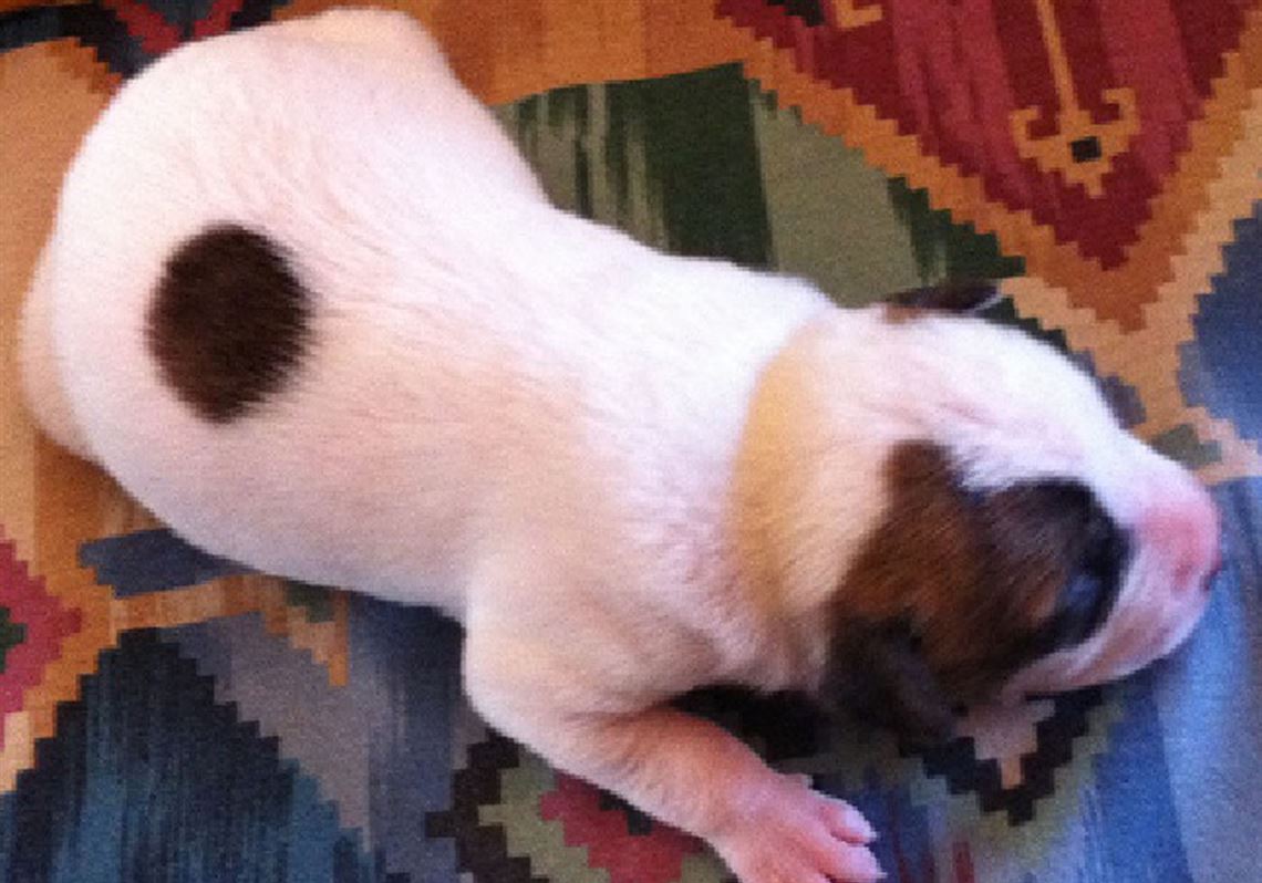 This roly poly little male remains nameless. Readers are invited to submit one Irish male name per person. The winner will receive a Lucas County Pit Crew T-shirt.