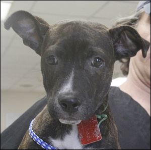 ‘Spring,’ female terrier-mix, 5337.